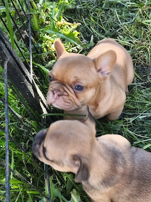4 kleine französische bulldoggen suchen noch ein Futternapf 