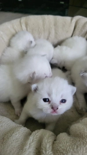 6 BKH Lilac Point Kitten