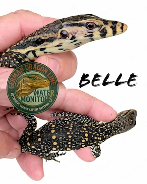 2026 CB 100% Het T+ Albino High Yellow - Varanus salvator - Bindenwaran