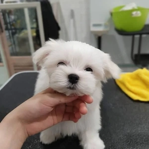 maltesisch 