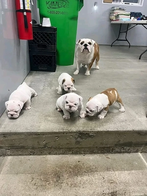liebevolle englische Bulldoggenwelpen
