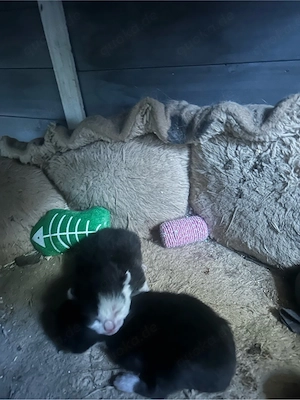 Babykatzen ab 12 Wochen zum Abgeben!