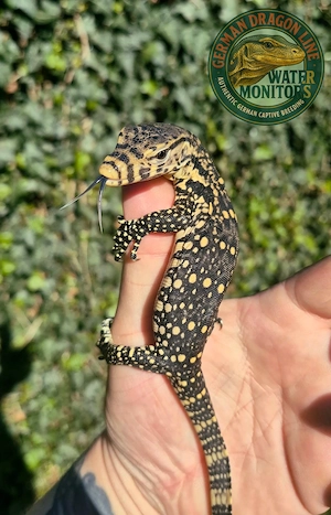 2026 CB 100% Het T+ Albino High Yellow - Varanus salvator - Bindenwaran