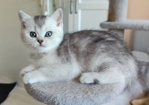 noch ein zauberhaftes reinrassiges BKH-Kitten Mädchen sucht ihr Zuhause