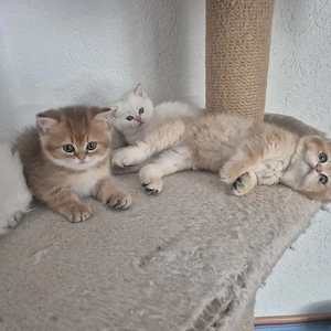 bkh blh Kitten 