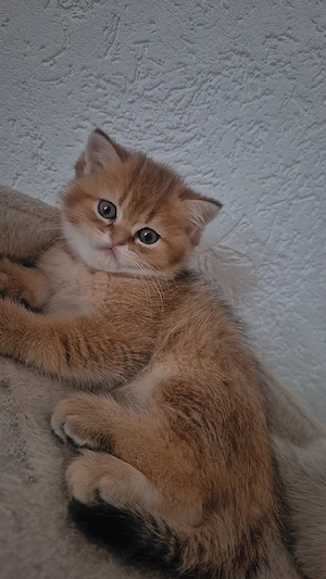 bkh blh Kitten 