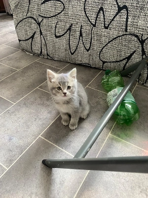 Britisch kirzhaar katze 