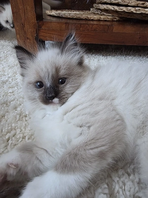  Ragdoll Kitten   kleine Persönlichkeiten suchen Zuhause    