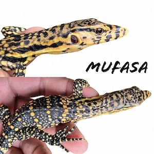 2026 CB 100% Het T+ Albino High Yellow - Varanus salvator - Bindenwaran