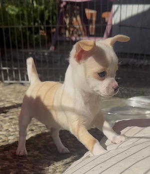 Chihuahua Welpen Rüde 