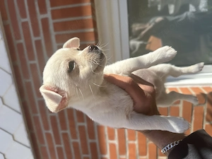 Chihuahua Welpen Rüde 