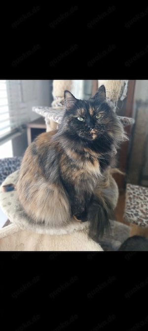 Katze Maine-Coon-Mix-Katze 