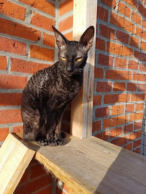 cornish rex