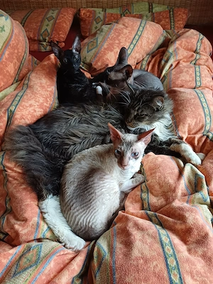 cornish rex