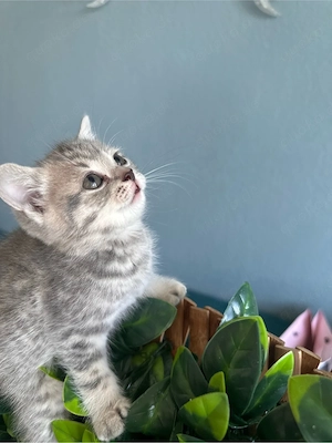 Süßes Katzenmädchen sucht ein liebevolles Zuhause   