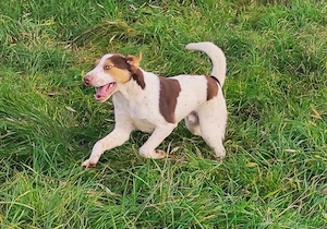 Freundlicher Bruno 