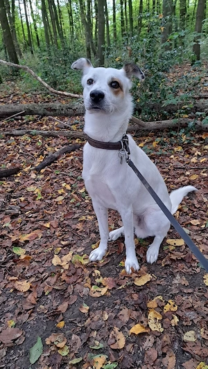 Murphy - Wirbelwind möchte aus der Stadt raus Bild 5