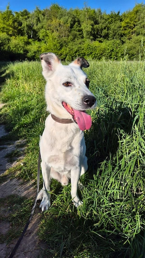 Murphy - Wirbelwind möchte aus der Stadt raus Bild 2