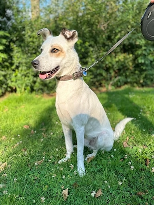 Murphy - Wirbelwind möchte aus der Stadt raus Bild 3