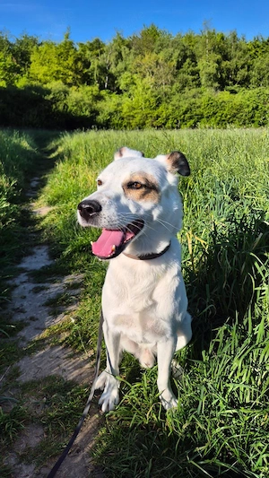 Murphy   Wirbelwind möchte aus der Stadt raus