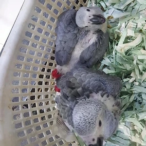 Bezaubernde Graupapageien-Babys