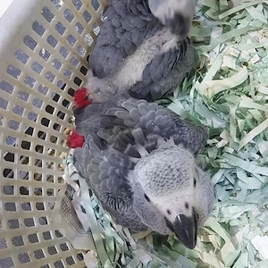 Bezaubernde Graupapageien-Babys Bild 2