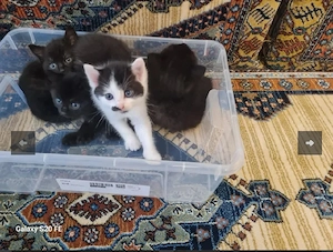 kitten katzenbaby schwarz weiß weiblich