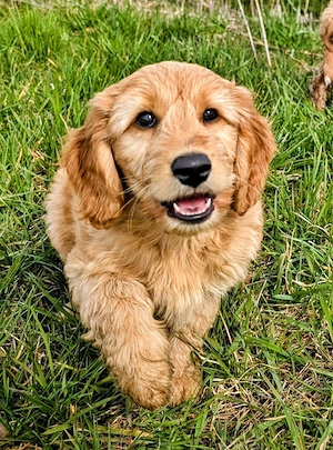 Retriever Doodle medium Welpen