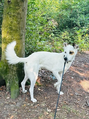 Murphy - Wirbelwind möchte aus der Stadt raus Bild 4