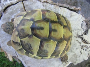 Griechische Landschildkröte Testudo hermanii - aus 2022
