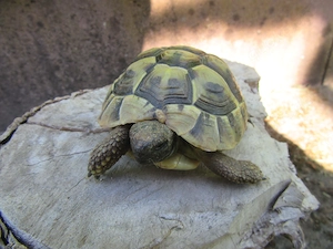 Griechische Landschildkröte Testudo hermanii - aus 2022