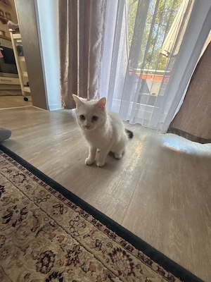 wir suchen ein neues zuhause für die katze bora 