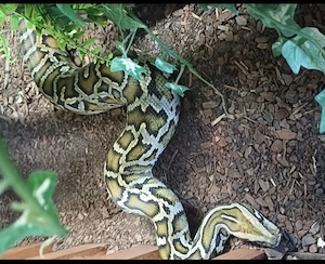 0.1 Tigerpython von 2023