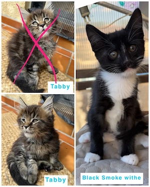 noch 2 xxl maine coon mix-tabby & black smoke