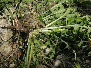 Griechische Landschildkröten THB Nachzuchten von 2021 Bild 2