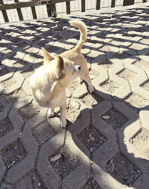 Chihuahua rüde 