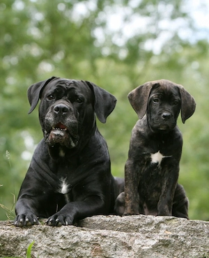 Cane Corso gesucht 