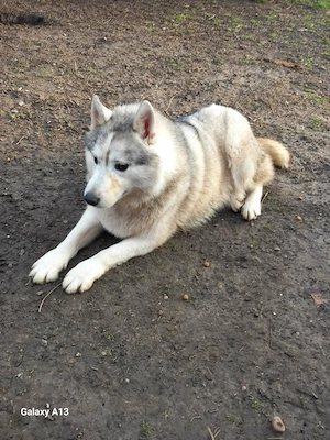 Heller Siberian Husky Rüde 3J KINDERLIEB bundesweit ausreisebereit 