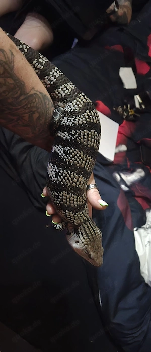 blauzungenskink 