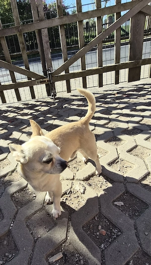 Chihuahua rüde 