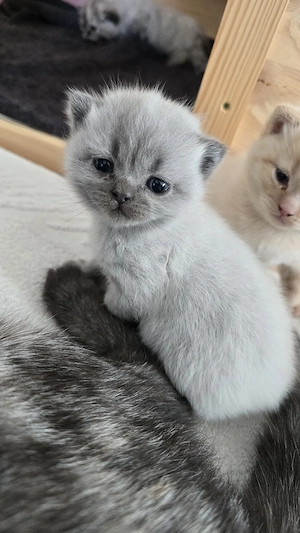 Bkh Kitten 