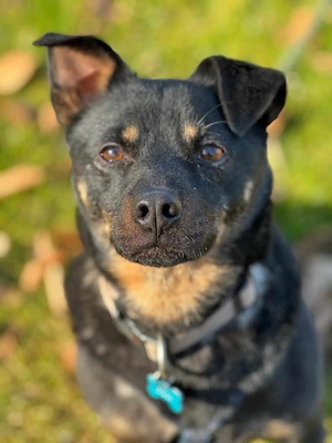 Olli - intelligent, lernwillig und temperamentvoll