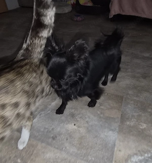 Chihuahua rüde 