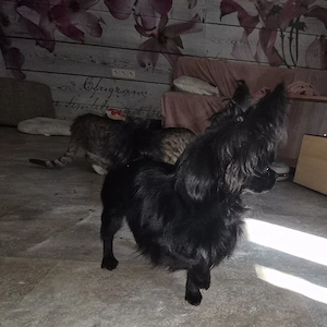 Chihuahua rüde 