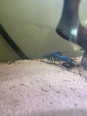 Aquarium 240L Becken 