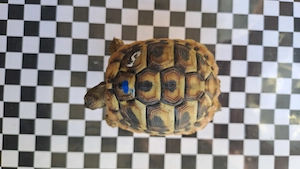 Griechische Landschildkröten THB