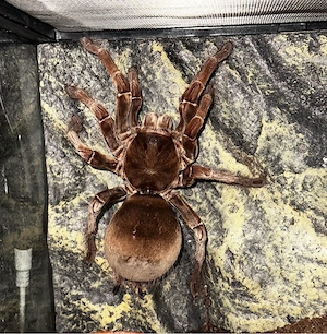 Theraphosa Stirmi 0.1 Vogelspinne 
