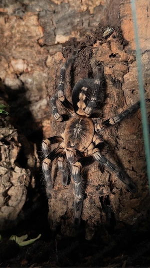 poecilotheria Lowland   metallica   Miranda Vogelspinnf. 