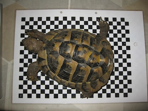 Griechische Landschildkröte Männchen