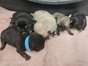 Reinrassige Chihuahua Welpen ab Juni abzugeben 